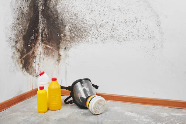 Best Mold Remediation Experts  in Pinedale, WY