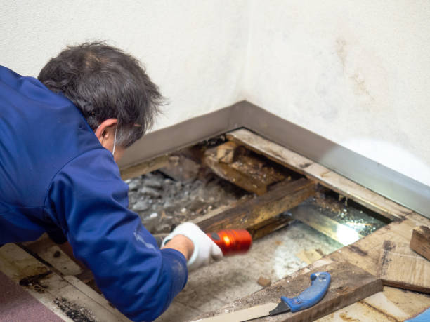 Best Professional Mold Removal  in Pinedale, WY