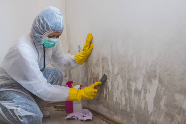 Best Local Mold Removal Service  in Pinedale, WY