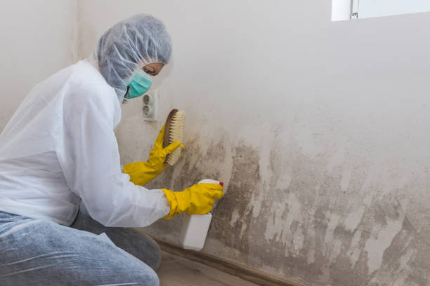 Best Attic Mold Removal  in Pinedale, WY