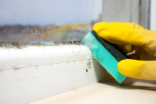Best Water Damage Restoration  in Pinedale, WY