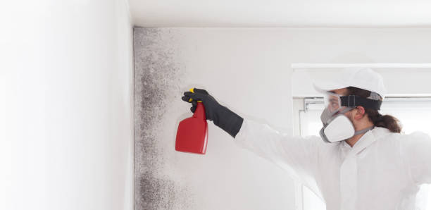 Best Emergency Mold Removal  in Pinedale, WY