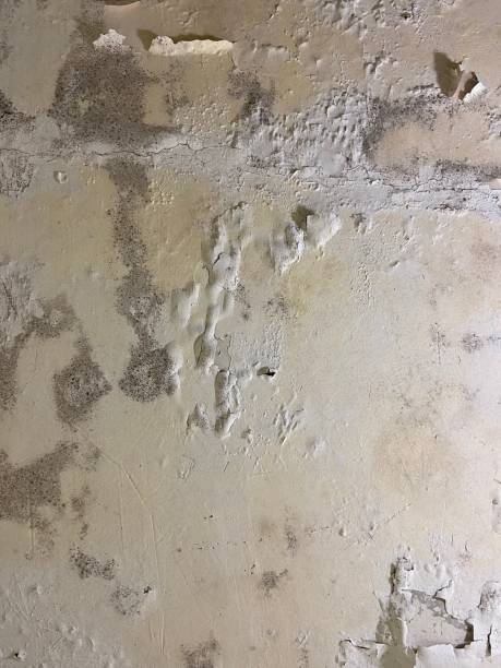 Best Commercial Mold Removal  in Pinedale, WY
