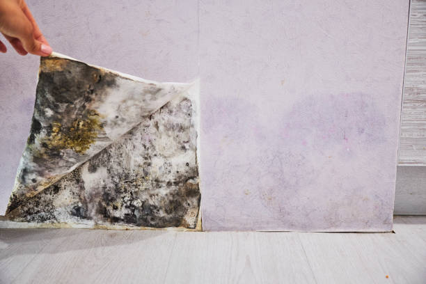 Best Same-Day Mold Removal  in Pinedale, WY